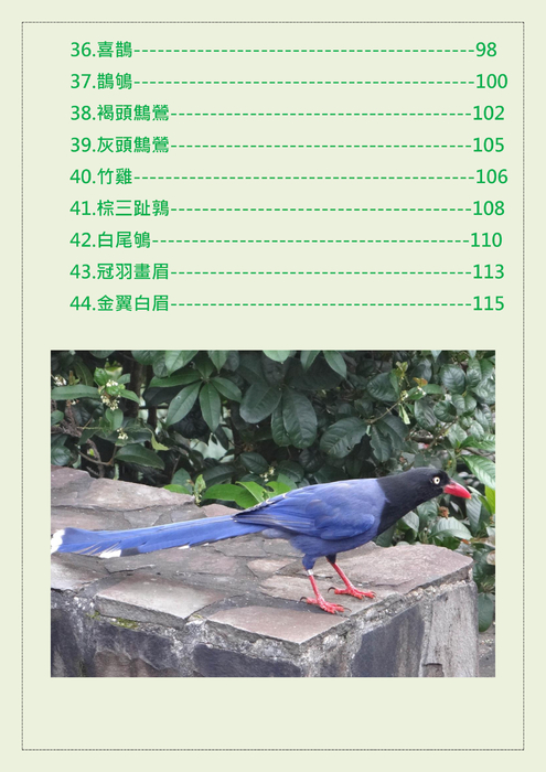 臺灣常見野鳥(一)目錄
