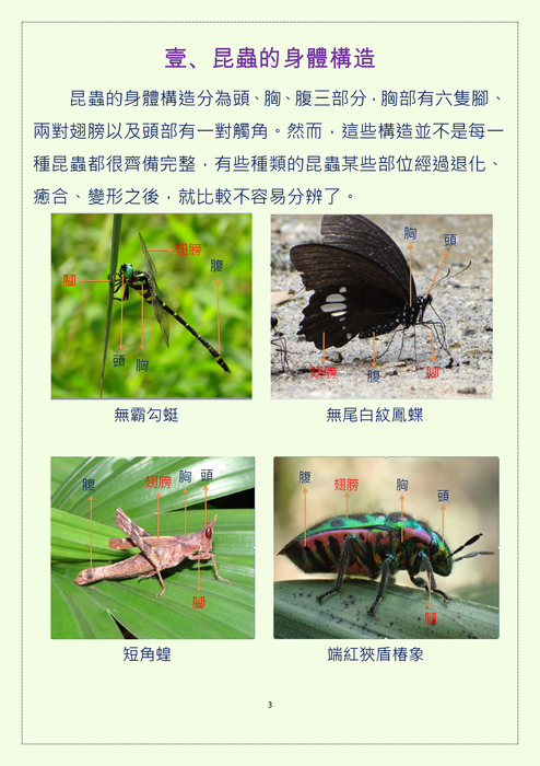 認識昆蟲電子書1061128