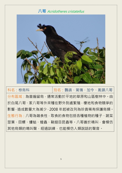 臺灣常見鳥類(二)